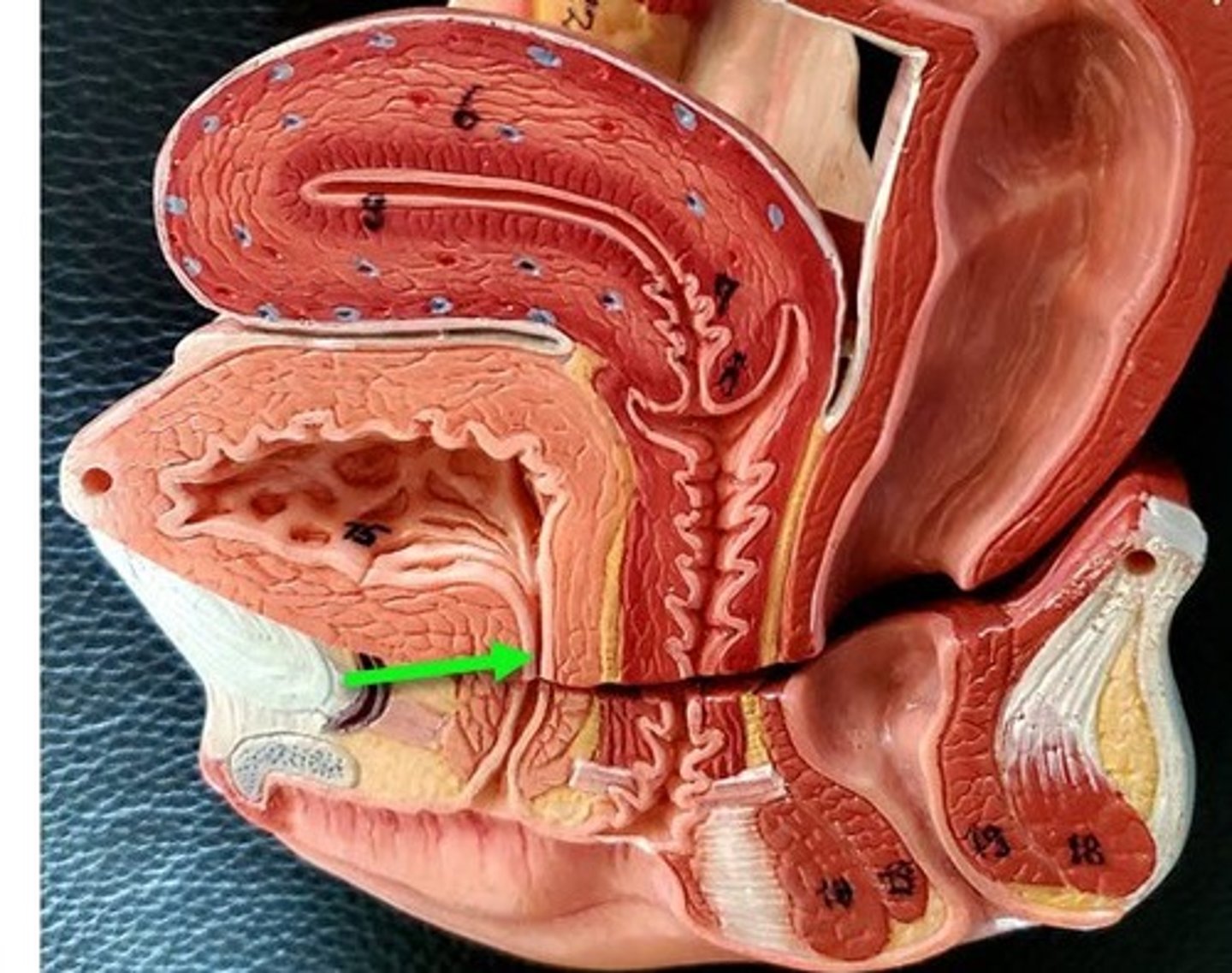 <p>tube that carries urine to the outside of the body</p>