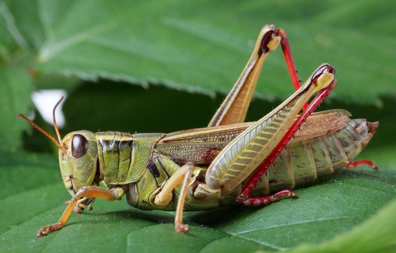 <p>Grasshopper </p>
