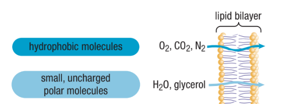 <ul><li><p><span>Very small non-polar molecules can get through directly (eg. oxygen gas and carbon dioxide)&nbsp;</span></p></li><li><p><span>Small, uncharged polar molecules (eg. water and glycerol can also cross easily)&nbsp;</span></p></li></ul><p></p>