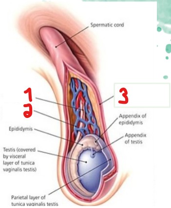 <p>Label the layers/structures of the spermatic cord that are crossed out here.</p>