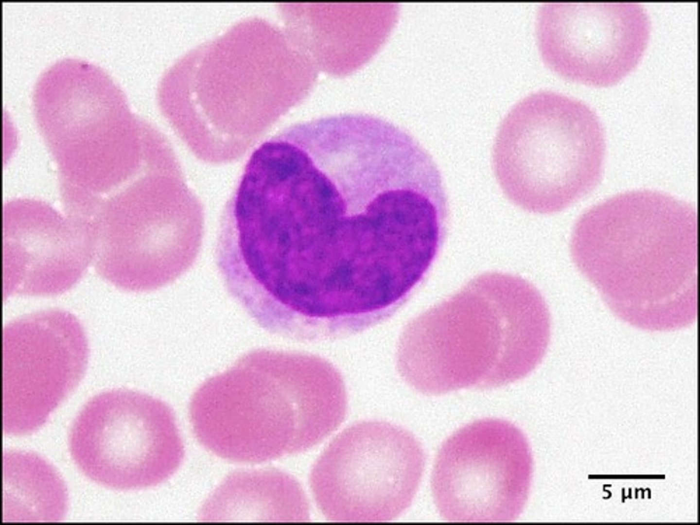 <p>kidney bean shaped nucleus</p>