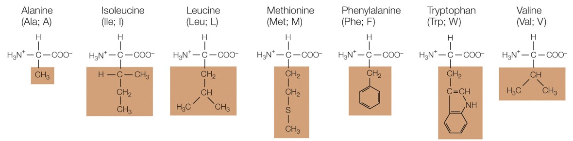 Which amino acid group are these a part of