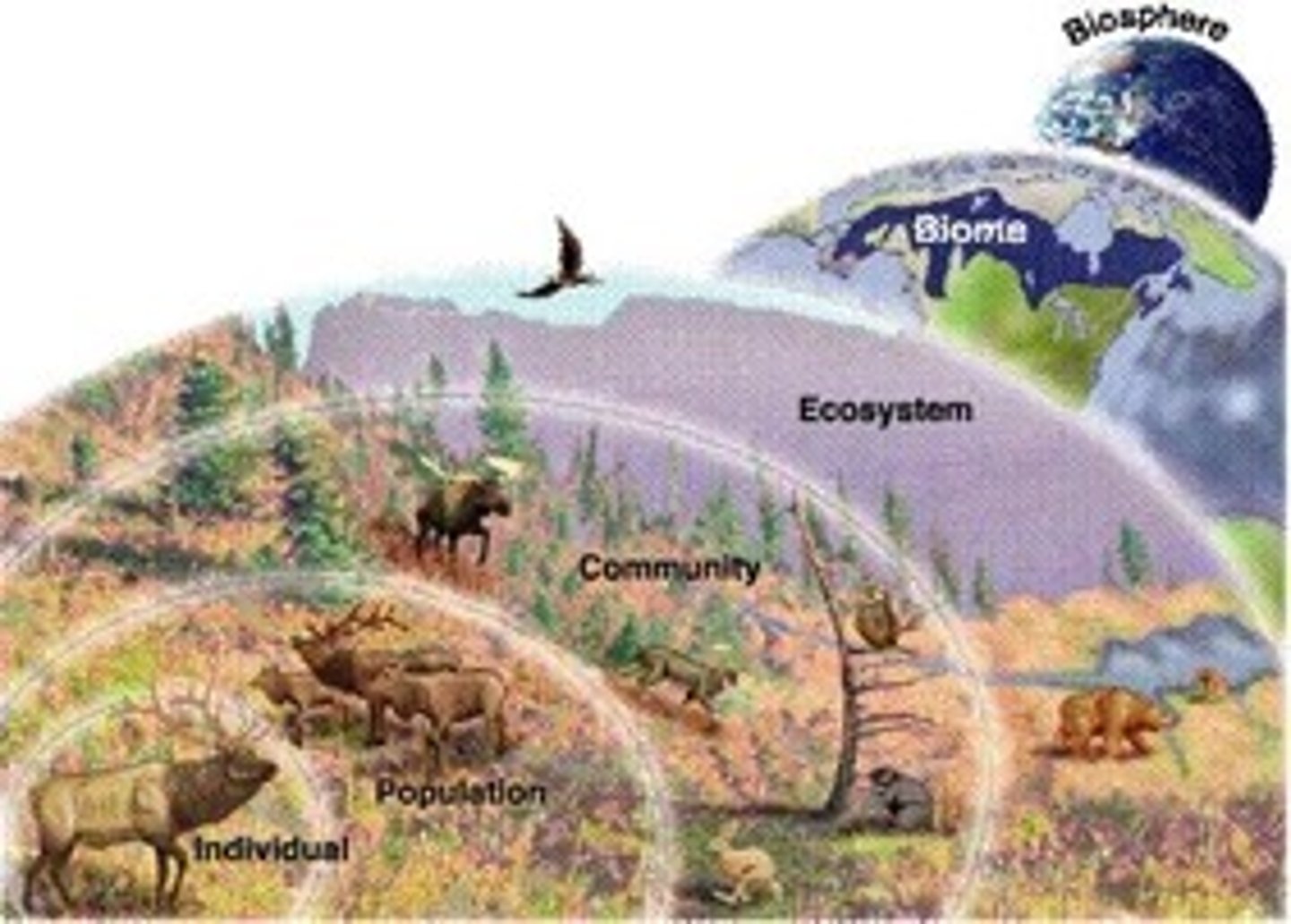 <p>organism, population, community, ecosystem, biome, biosphere</p>