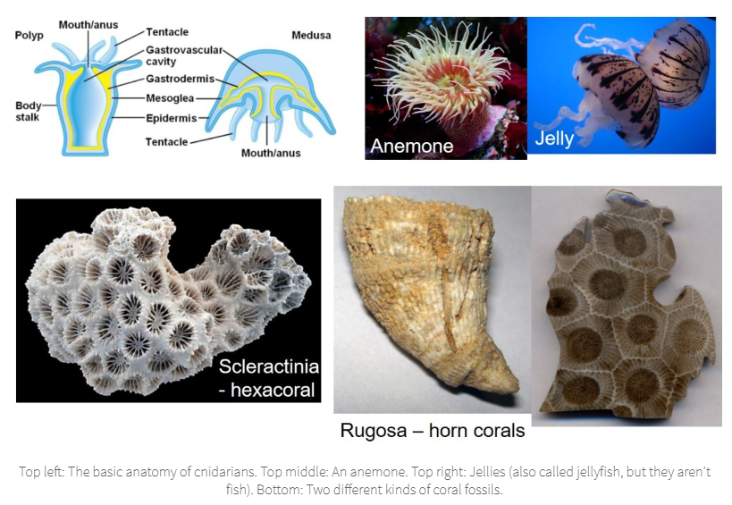 <p>Cnidaria</p><ul><li><p>Soft-bodied animals</p><ul><li><p>Round w/ tentacles</p></li></ul></li><li><p>Corals, jellies, anemones</p></li></ul><p></p>