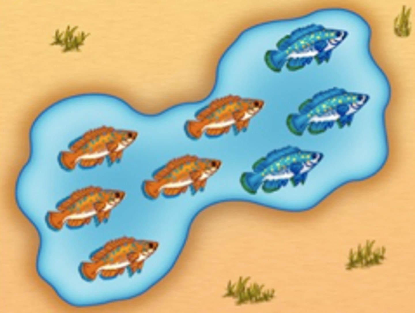 <p>the evolution of new species</p>