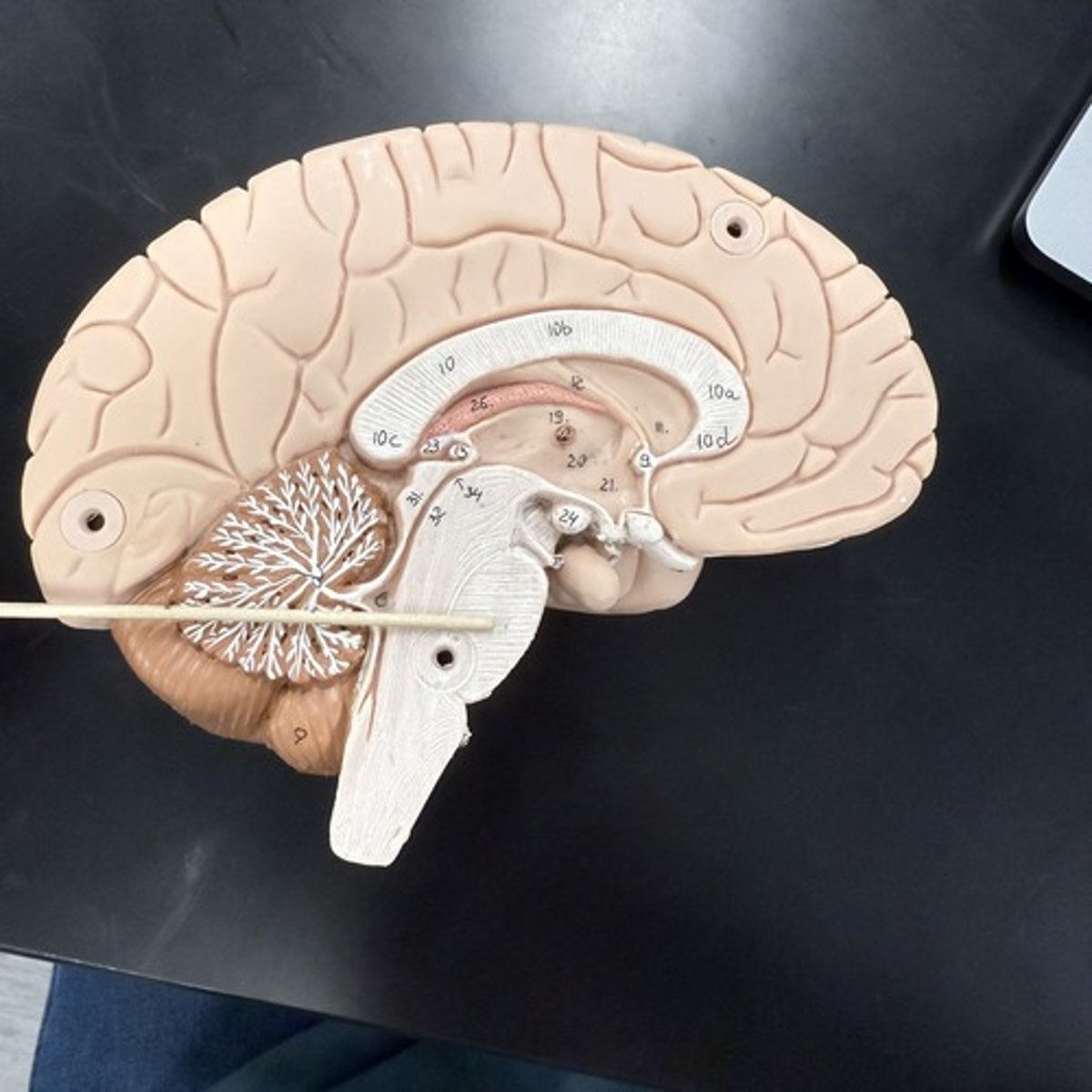 <p>What is this structure?</p>