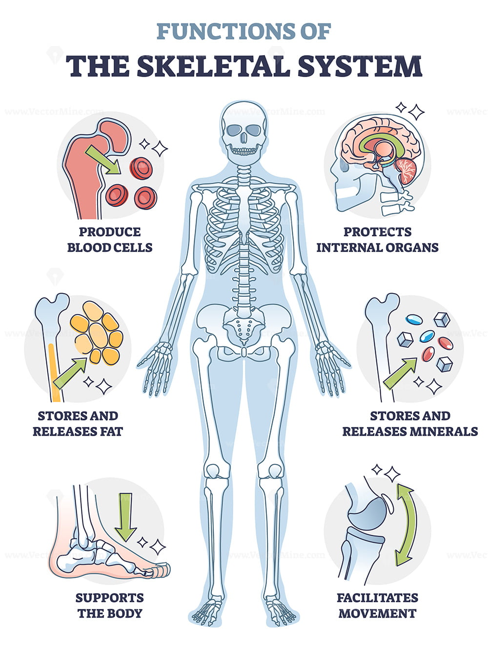 bone functions