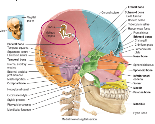 <ul><li><p>found in the middle ear</p></li><li><p>the smallest bones found in the body consists of</p></li><li><p>2 malleus</p></li><li><p>2 incus</p></li><li><p>2 stapes</p></li></ul><p></p>