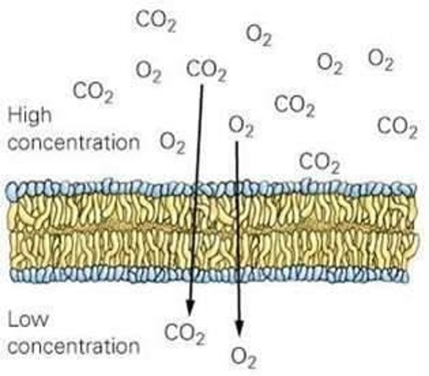 <p>Passive transport from area of high concentration to low concentration.</p>