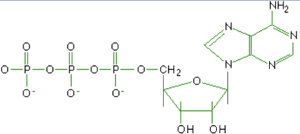 <p>What macromolecule is this?</p>