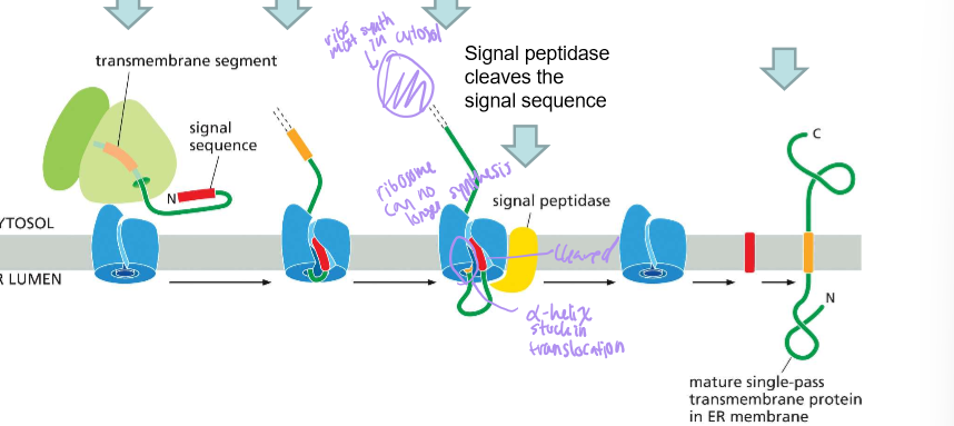 <ol><li><p>Signal sequence targets the protein translocator and initiates translocation</p></li><li><p>The transmembrane domain enters the translocator and stops translocation</p></li><li><p>The signal sequence is cleaved by signal peptidase</p></li><li><p>Then the protein leaves the translocator as synthesis of the protein then continues in the C-terminus of the cytoplasm.</p></li></ol><p></p>