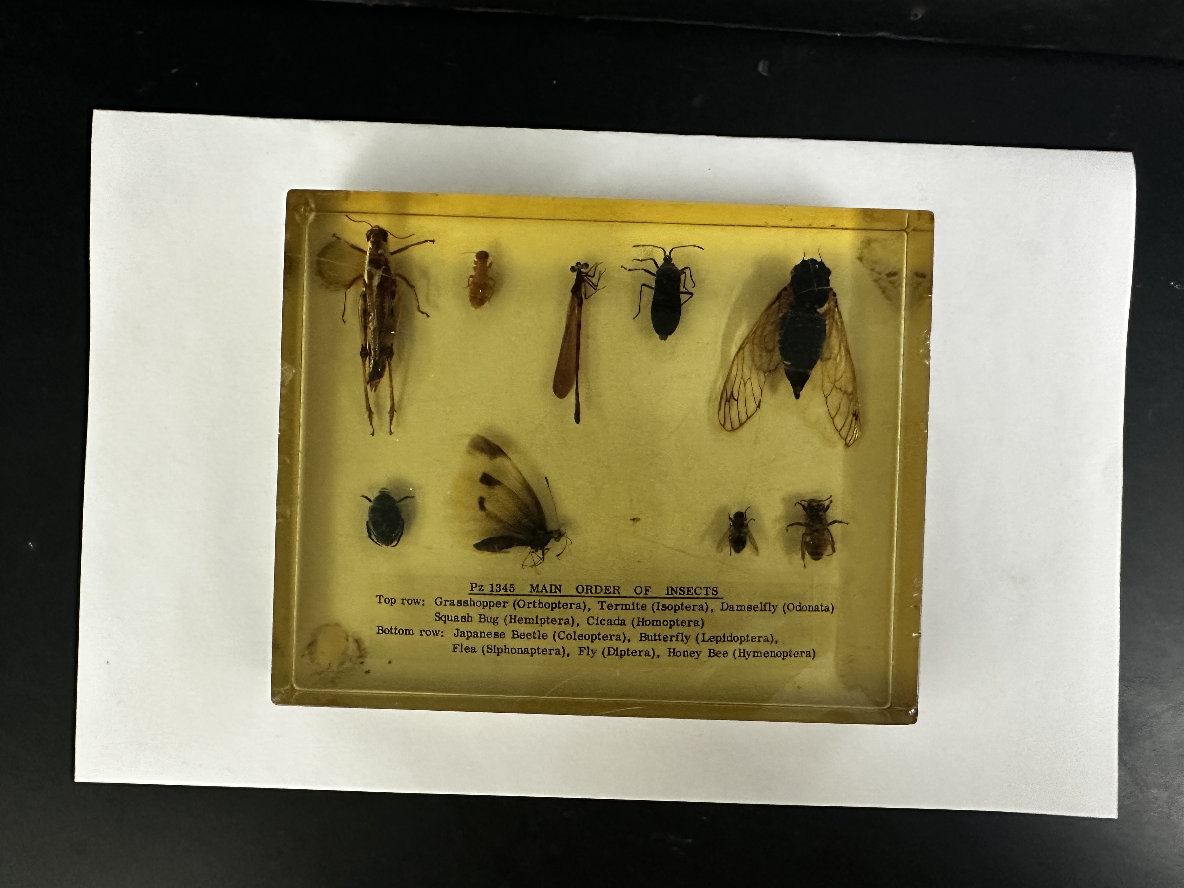 <p>Identify (Grouping(s), Phylum, Subphylum)</p>