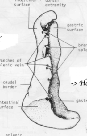 <p>Which species’ spleen is shown in this picture? What are its characteristics?</p>