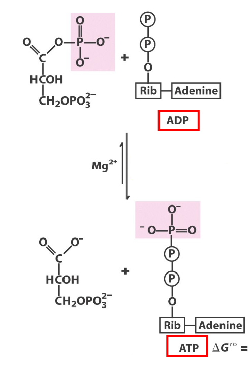 <p>what step in glycolysis, what react/prod</p>