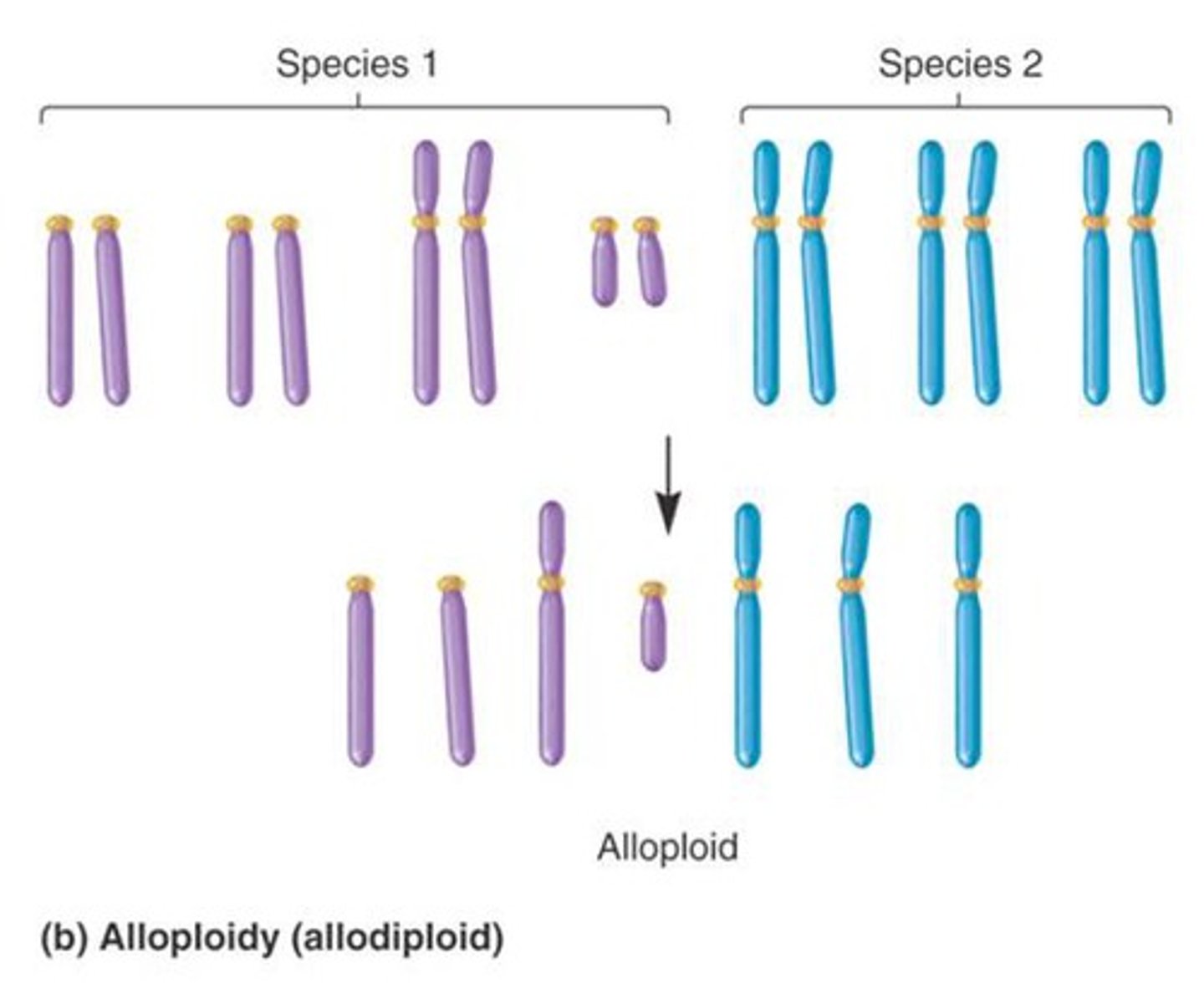 <p>Describes an organism that contains sets of chromosomes from two or more different species.</p>