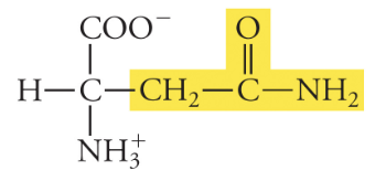 <p>Asn, N, Polar</p>