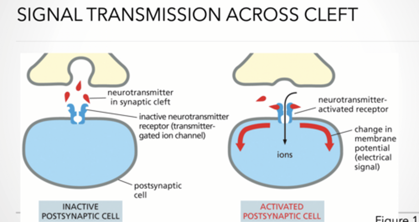 <p>Neurotransmitter binds receptor</p><p>activating neurotransmitter receptor</p><p>this </p><p>Opens ion channels</p><p>This causes ions to flow → Changes membrane potential → New signal generated</p><p>This is how one neuron activates the next</p><p>DOPAMINE</p><p>Dopamine released → binds receptors → signal</p><p>Transporter pulls dopamine back in (recycling)</p><p>👉This is how drugs like cocaine work (block reuptake)</p>