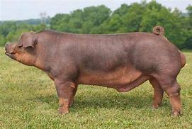 Terminal

Origin: US

Color: solid redEars: floppy

Meat breed; efficient feed conversion

healthy breed; usually easy to handle