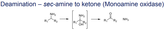 <p>Conversion to ketones, catalyzed by monoamine oxidase </p>