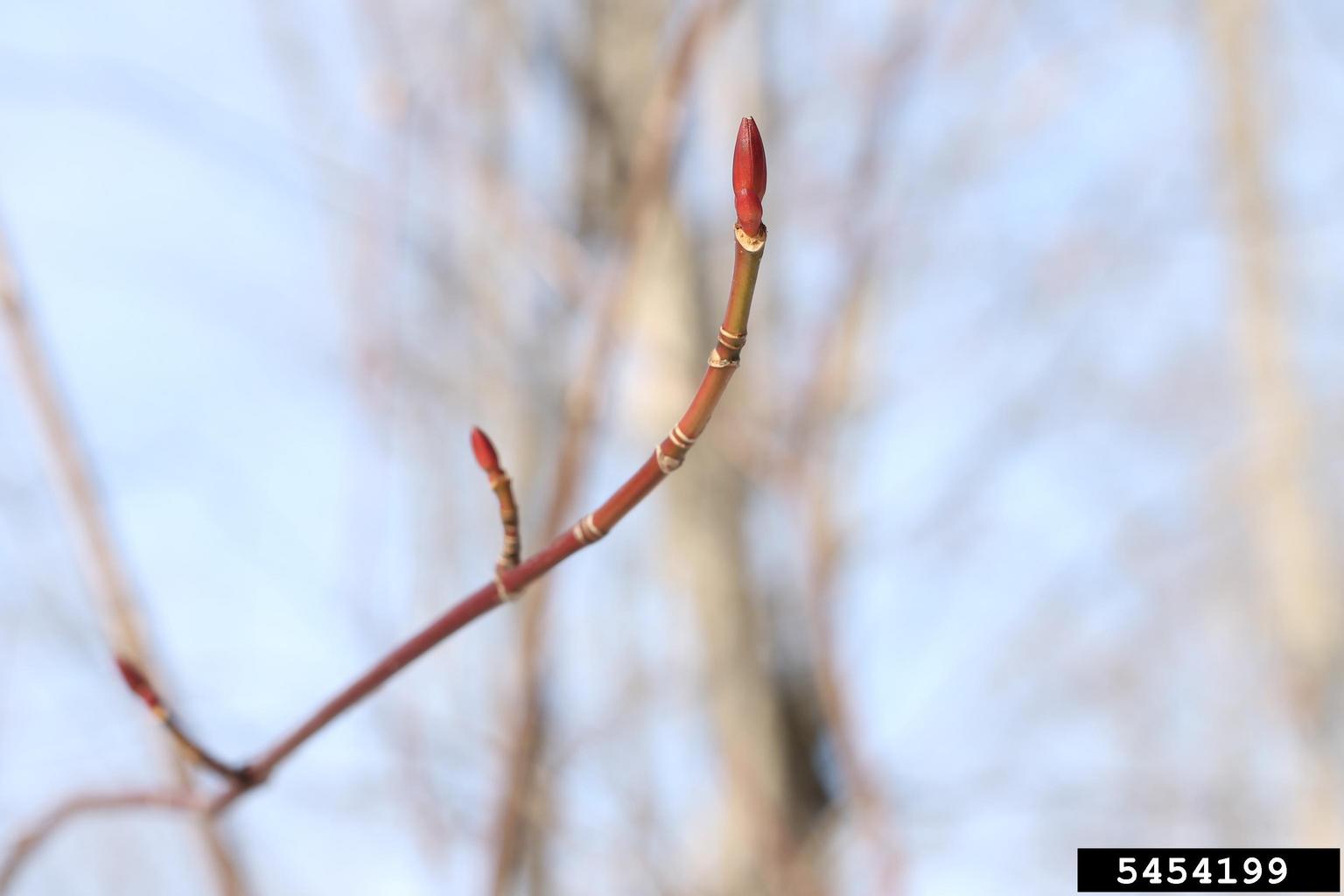 <ul><li><p>cool / moist, shade tolerant</p></li><li><p>opp branch</p></li><li><p>bark: green / brown, pale vert lines → grey, black lines</p></li><li><p>leaves: goose feet shape, 3 lobes, double lobe serrated</p></li><li><p>twigs: green → red in fall, lines section twig into parts</p></li><li><p>buds: valvate</p></li><li><p>repro: double samara</p></li></ul>