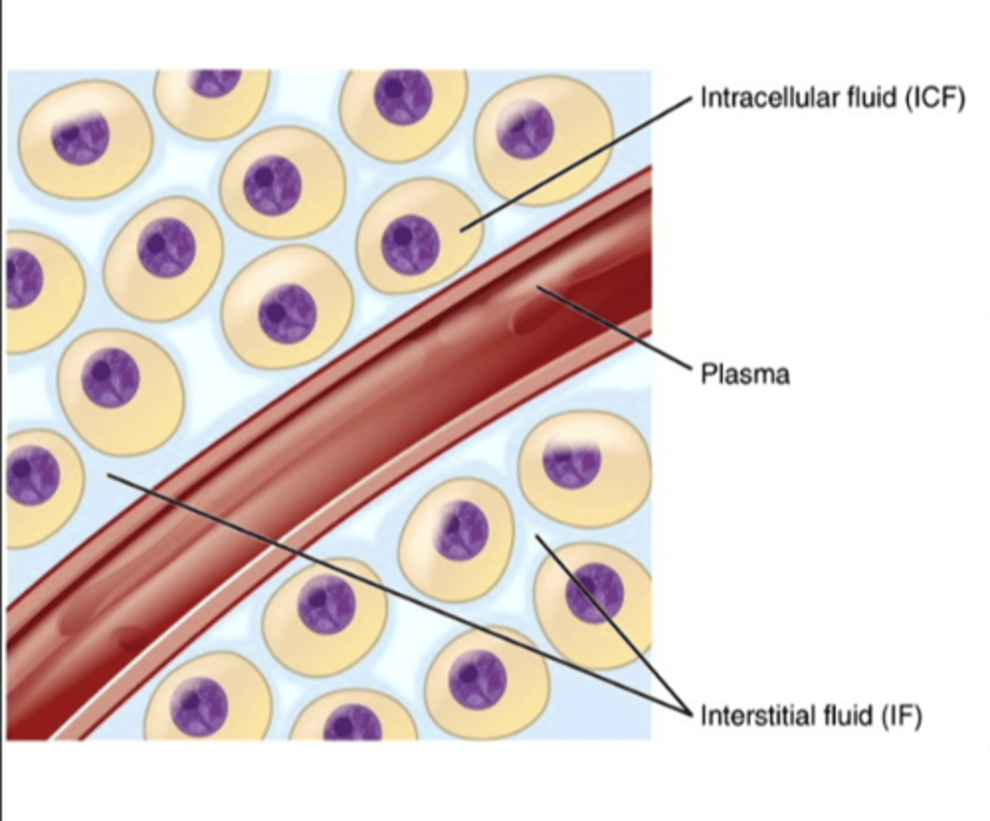 <p>fluid within cells</p>