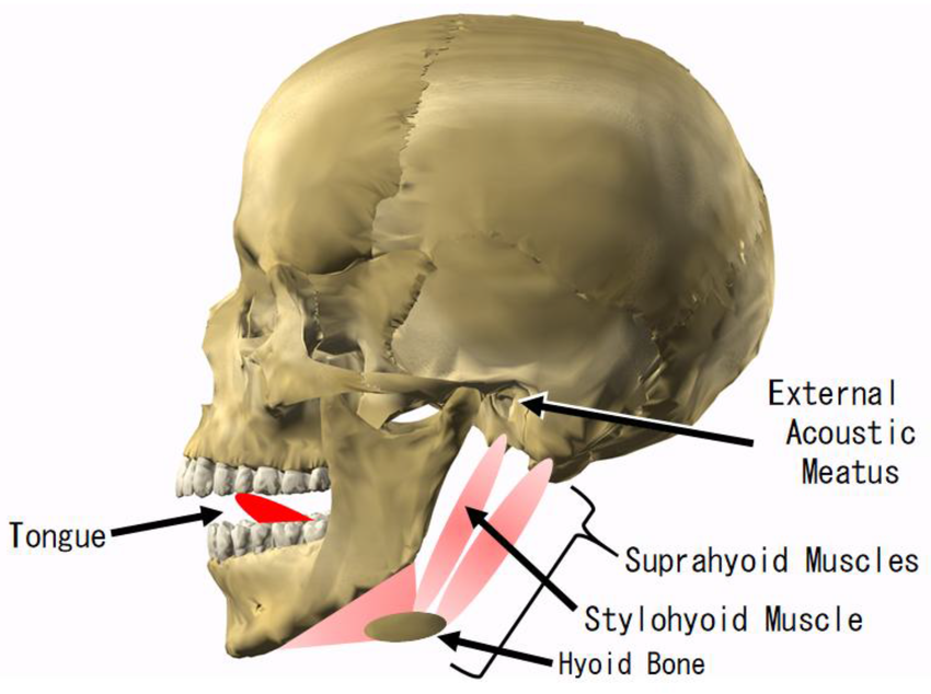 <p>External acoustic meatus</p>