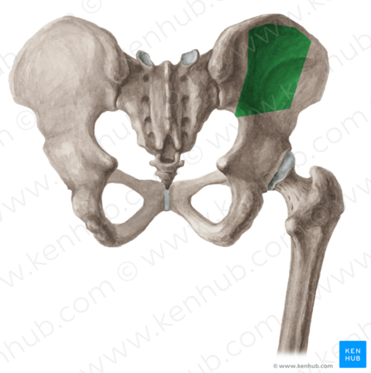 <p>Name the structure.</p>