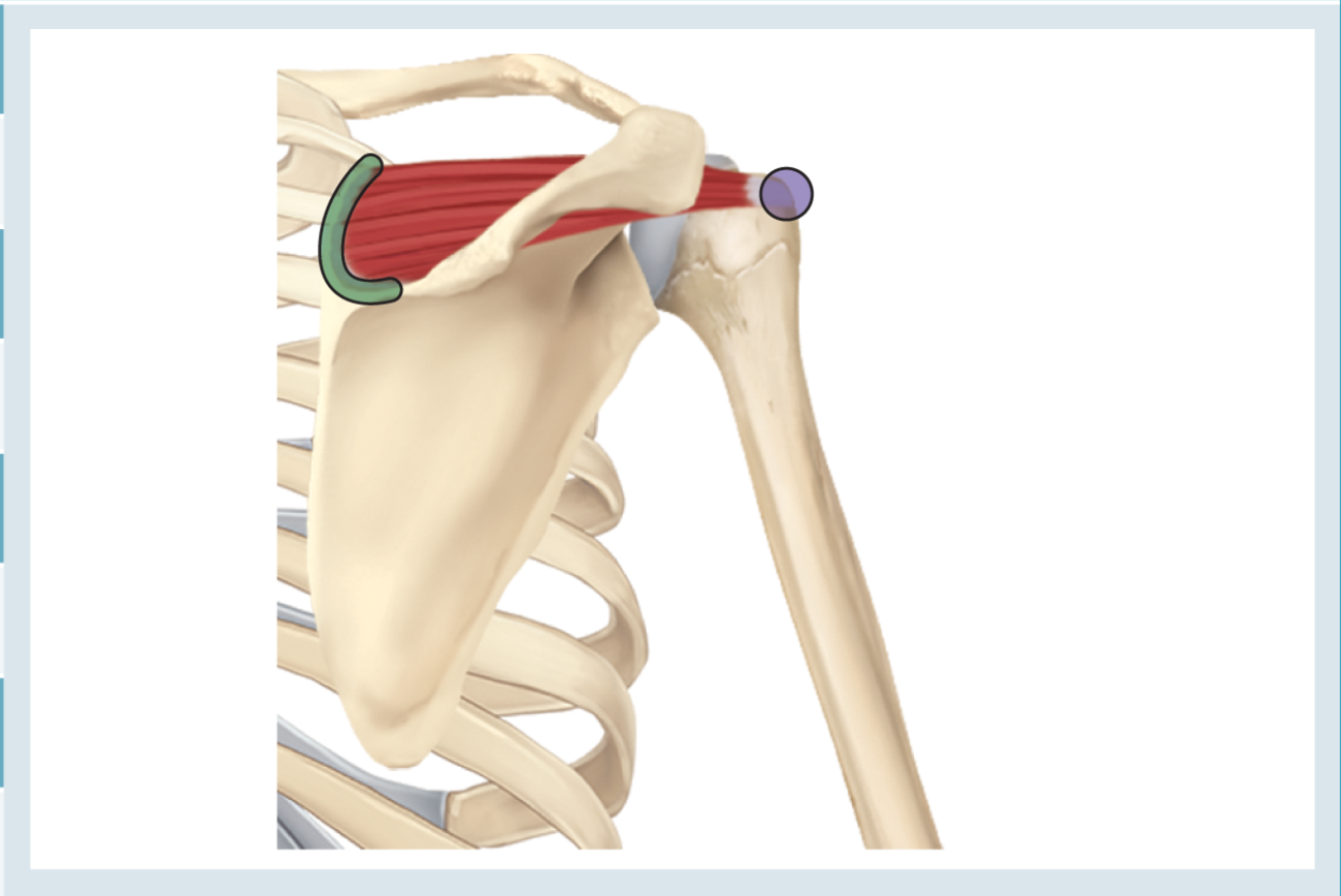 <p>Action : abduction </p><p>o : supraspinous fossa </p><p>i : greater tuberosity of the humerus </p>