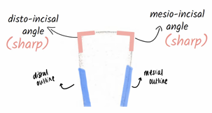 <p>smallest tooth in dental arch, long and narrow with straight incisal edge </p>