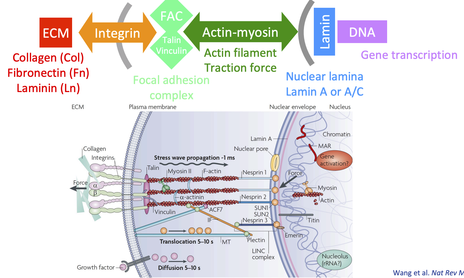 <p>Amino acid sequence in ECM recognised by integren</p><p>Beta subinit of integrin recruits adhesion proteins (talin/vinculin) = focal adhesion complex</p><p>Focal adhesion complex works with actin filaments to generate forces on nuclear lamina (lamin A or A/C)</p><p>= can push/pull (loosen/condense) DNA = affects gene transcription</p>
