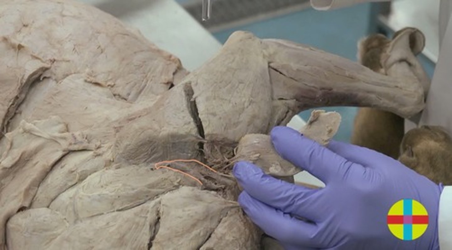 <p>se encuentra caudal a la articulación del hombro.</p><p>Origen: en el tercio distal del borde caudal de la escápula</p><p>Inserción: se inserta en la tuberosidad del redondo menor en la cara lateral del húmero.</p><p>Función: flexor del hombro y rotador externo del húmero.</p><p>Inervación: n. axilar.</p>