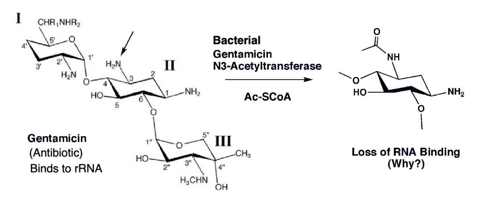 <p>Bacterial evolution of gentamicin resistance via acetylation of the drug molecule </p><ul><li><p>The enzyme selectively transfers an acetyl group to the 3-amino of the gentamicin which decreases the affinity of the drug for its rRNA target</p></li><li><p>The mechanism of the acetylation reaction proceeds via a tetrahedral intermediate in which both substrates are in close proximity for reaction</p></li><li><p>The enzyme accelerates the reaction in part by approximation, or the bringing together of the two substrates in the proper orientation.</p></li></ul><p></p>