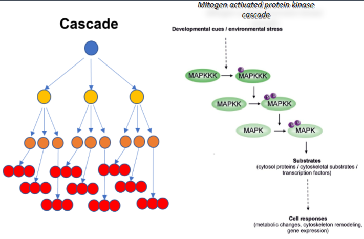 <p>The MAPK cascade is a chain of proteins that pass a signal along inside a cell.</p><p>MAPKKK gets activated by the receptor → activates many MAPKKs → each MAPKK activates many MAPKs → each MAPK goes into the nucleus &amp; takes effect</p><p>MAPK can activate cytosol proteins, trigger cytoskeleton proteins &amp; switch on certain genes, causing metabolic changes, cytoskeleton remodelling &amp; gene expression&nbsp;</p>