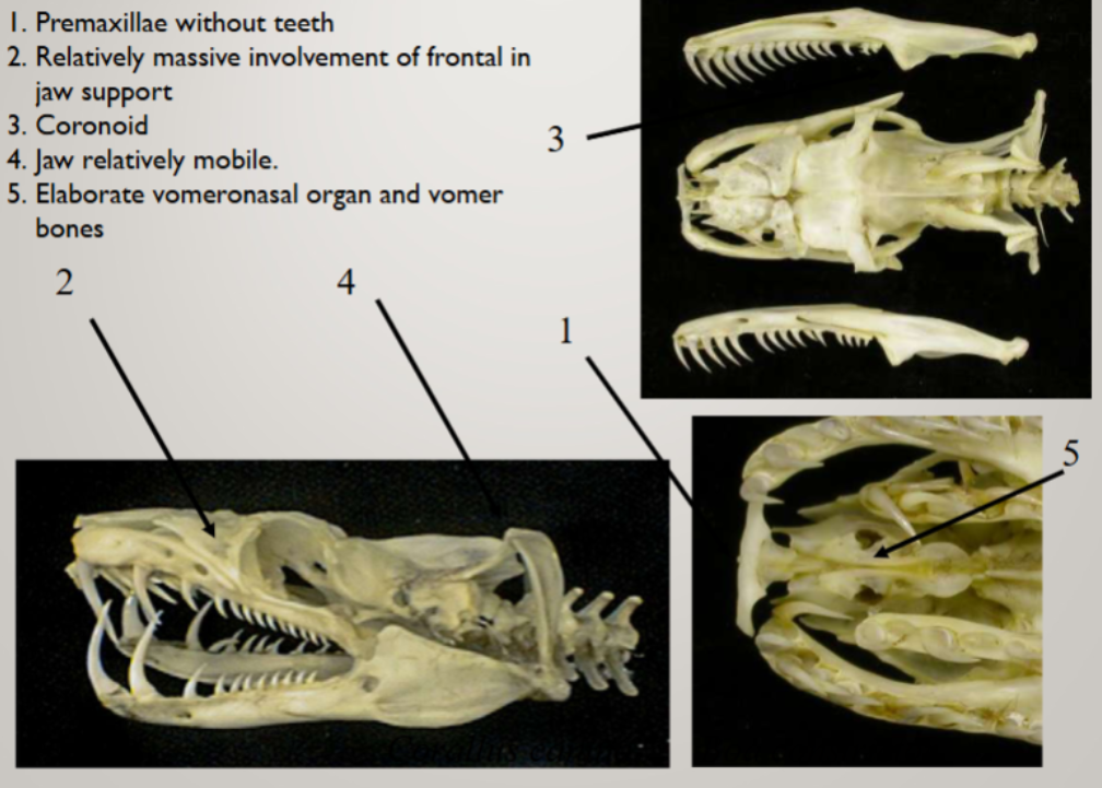 <ul><li><p>premaxillae without teeth</p></li><li><p>relatively massive involvement of frontal in jaw support</p></li><li><p>coronoid</p></li><li><p>jaw relatively mobile</p></li><li><p>elaborate vomeronasal organ and vomer bones</p></li></ul><p></p>