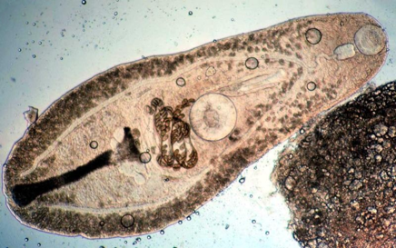 <ul><li><p>Alternate between sexual and asexual generations</p></li><li><p>Kingdom: Animalia​, Phylum: Platyhelminthes (flatworms), Class: Trematoda (flukes)​, Subclass: Digenea</p></li><li><p>Endoparasites of large and small animals</p></li><li><p>Flat, leaf-shaped, infect mostly GI, also lung and blood​</p></li><li><p>Eggs can be seen in feces</p></li><li><p>Have both larval and adult stages, often in different hosts</p></li></ul><p></p>