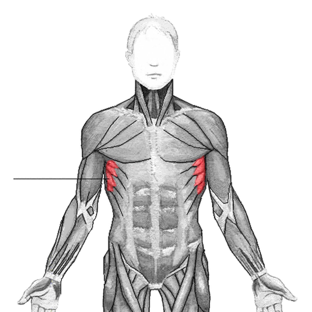 <p>A muscle that helps in the upward rotation of the scapula and is important for shoulder movement.</p>