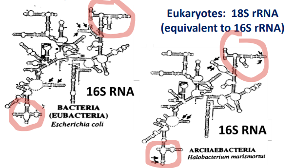 <p>Eukaryotes: 18S rRNA (equivalent to 16S rRNA)</p>