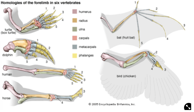 <ul><li><p>early tetrapods had many digits (<strong>polydactyl</strong>)</p></li><li><p>some have lost digits throughout evolution e.g. horses have 2 digits</p></li><li><p><strong>pentadactyl plan</strong>→ has 5 digits</p></li><li><p>both bats and birds have wings but they are structured differently</p></li></ul>