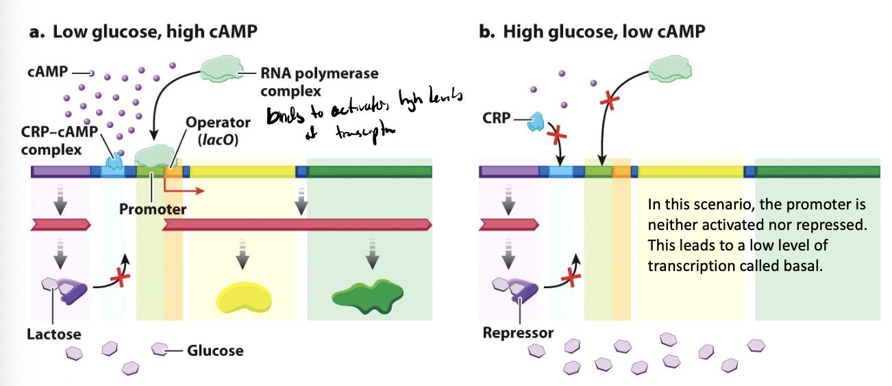 <p>a positive regulator of the lac operon that controls transcription based on glucose availability</p><ul><li><p>low glucose → high cAMP</p></li><li><p>high glucose → low cAMP</p></li></ul><p>provides an additional level of control over transcription that is sensitive to glucose levels</p><ul><li><p>because carbon/energy courses are preferable to others, so if given high glucose and lactose, the cell will use glucose, but if glucose is depleted, it can invest in lactose utilization</p></li></ul><p></p>