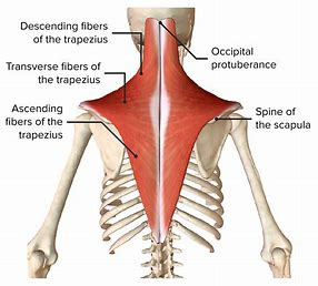 <p>origin: occipital bone, spines of c7, all thoracic vertebrae</p><p>insertion: scapula and clavicle</p><p>function: extends head, raises, rotates and adducts scapula (shrugging shoulder)</p><p></p>