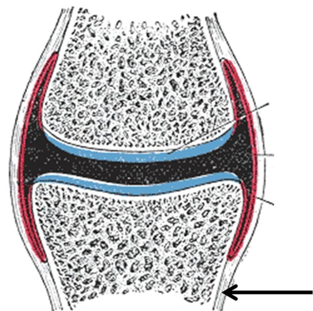 <p>A dense layer of vascular connective tissue enveloping the bones except at the surfaces of the joints.</p>