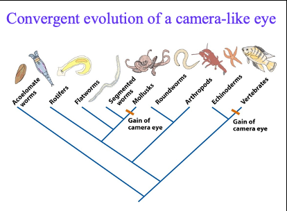 <p>vertebrate eye: the axons, nerve fibers, of the retinal cells run over the retina and converge into the optic nerve forming a blind spot</p><p></p><p>octopus eye: in cephalopods, the axons run directly from the base of the retinal cells into the optic ganglion</p>