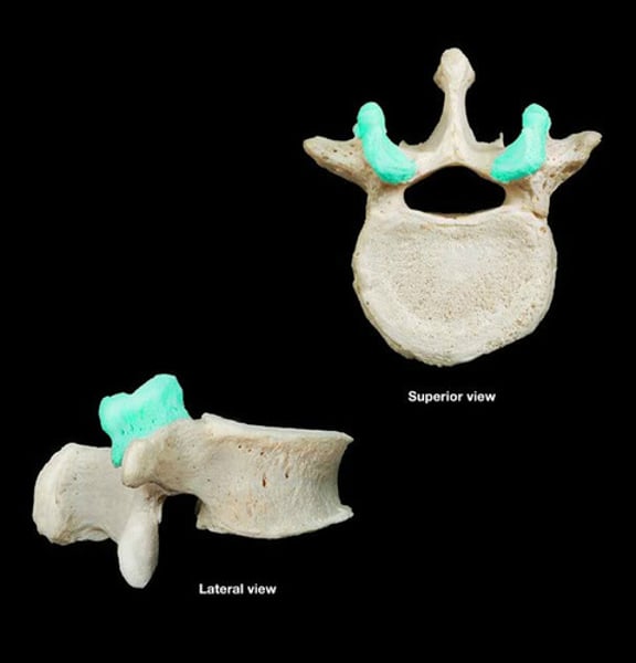 <p>smooth, nearly flat articular surface</p>