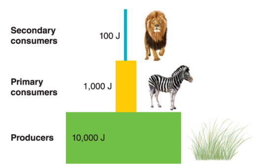 <p>Representation of distribution of biomass, numbers, or energy among trophic levels</p>