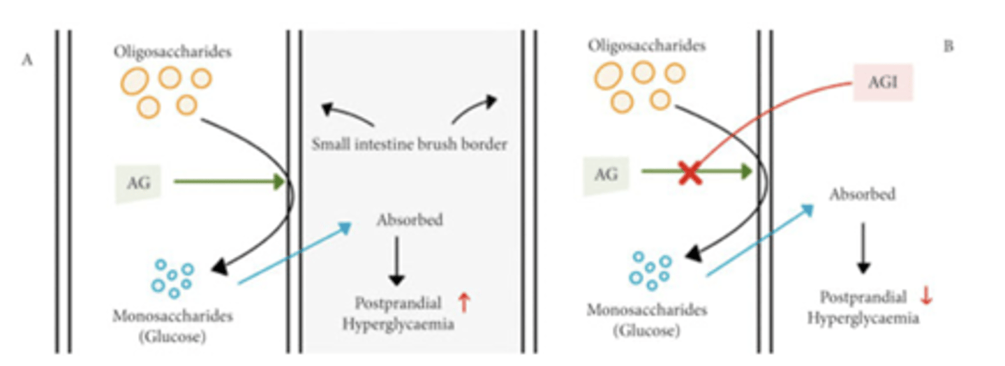 <p>α-glucosidase: small intestine enzyme that hydrolyzes dietary carbs into monosaccharides</p><p>MOA: inhibit α-glucosidase = competitively inhibit the hydrolysis and absorption of starch, dextrin, and disaccharides (AKA inhibitors of intestinal glucose absorption)</p><p>Should be administered with the first bite of a meal</p><p>Clinical indications: type 2 DM</p><p>Adverse effects: GI (flatulence, diarrhea, abdominal pain) – significant!</p>