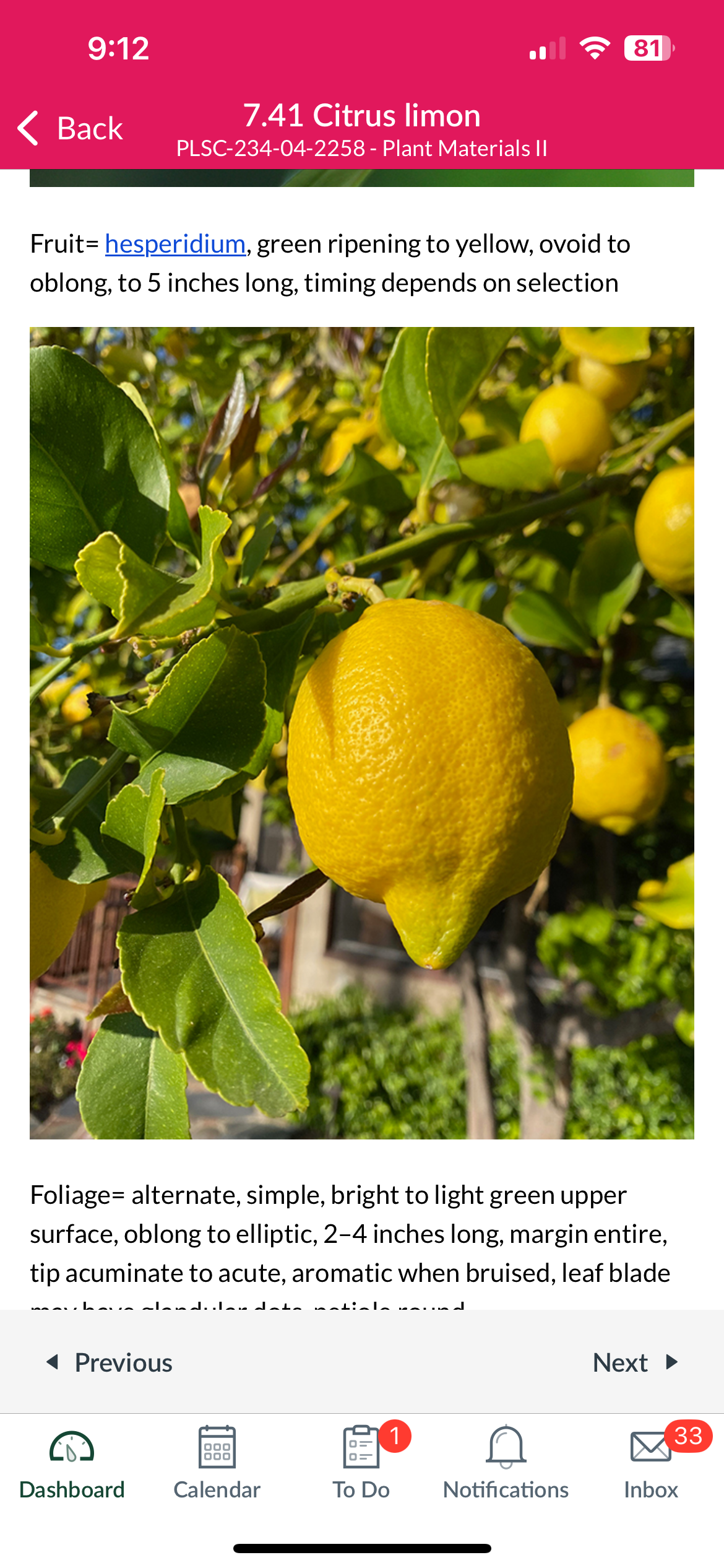 <p>Citrus limon</p>