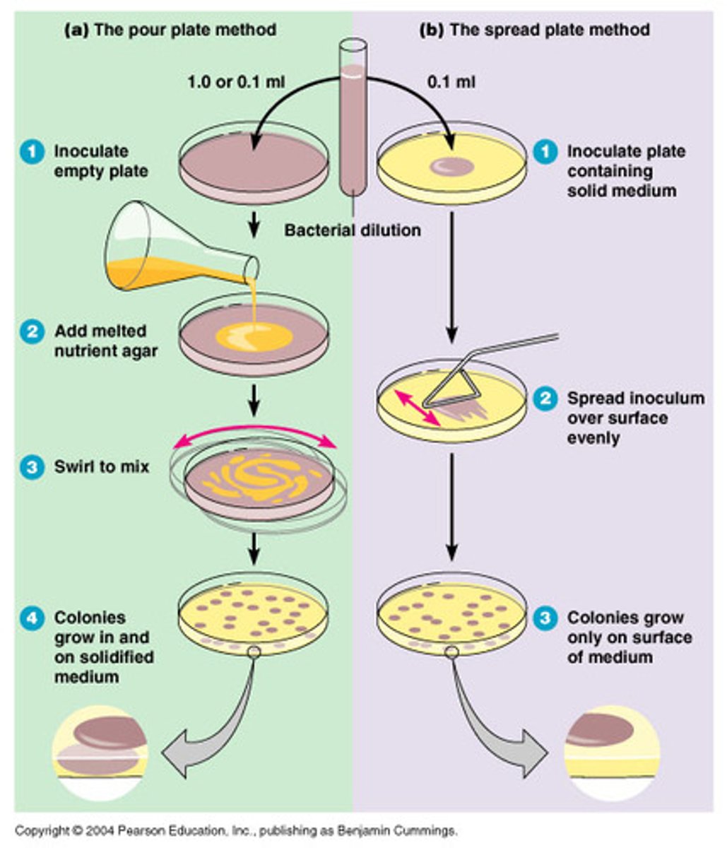<p>A method of inoculating a solid nutrient medium by mixing bacteria in the melted medium and pouring the medium into a Petri dish to solidify</p>