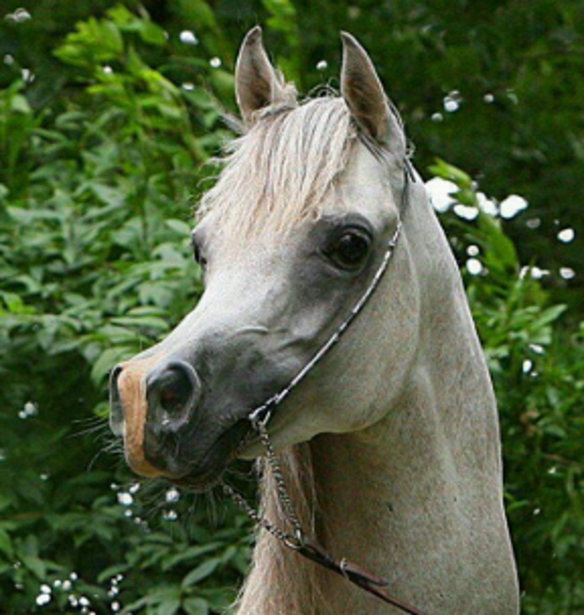 <p>this light breed horse has strenght and stamina, has a dished facial profile, and long arched neck</p>