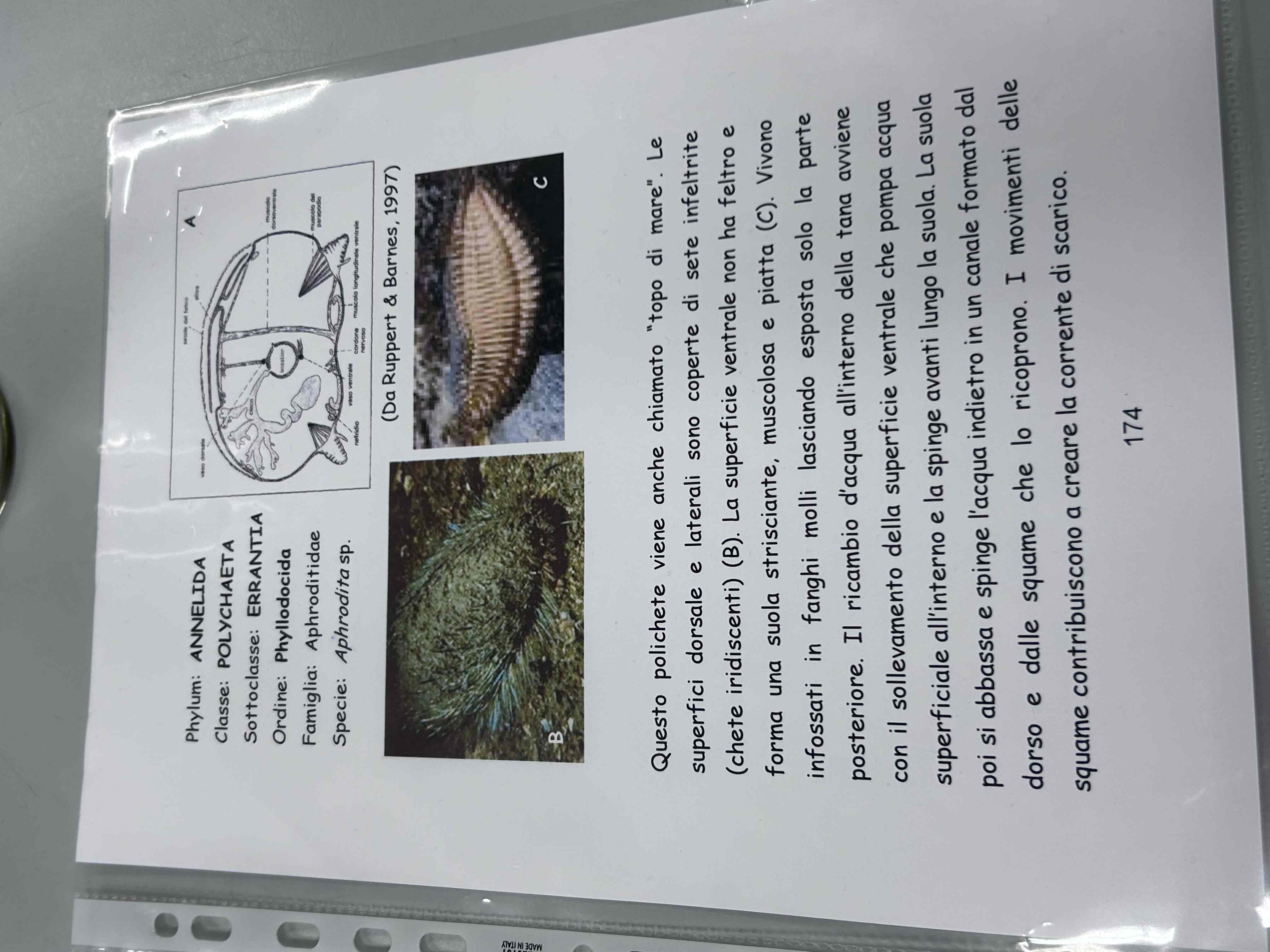 <p>Anellidi</p><p>Policheti erranti</p><p>Aphrodita sp.</p><p>(Topo di mare)</p>