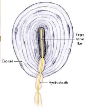 <ul><li><p>Deeper in dermis</p></li><li><p>Orange part is a nerve ending but embedded in what looks like multiple areas of a onion</p></li><li><p>Mechanical impact → nerve endings will be bent and mechanical force will be absorbed by the onion structure</p></li><li><p>Very quickly adapting</p></li></ul><p></p>